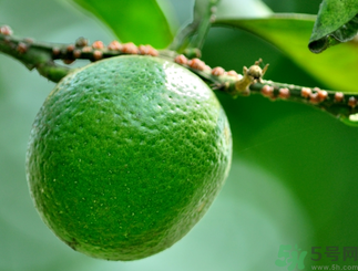 青桔子糖分高嗎？青桔子的熱量