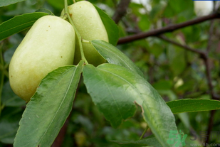 青棗子怎么保存？青棗子怎么保存時間長？