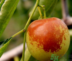 晚上吃冬棗會(huì)胖嗎？晚上吃冬棗好嗎？