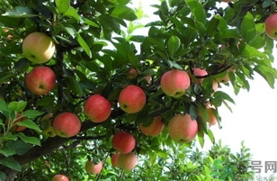 紅肉蘋(píng)果多少錢(qián)一斤？紅肉蘋(píng)果的功效作用