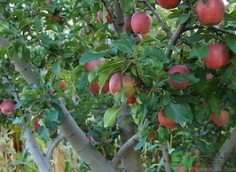 紅肉蘋(píng)果多少錢(qián)一斤？紅肉蘋(píng)果的功效作用