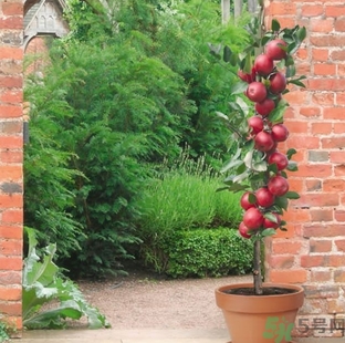 紅肉蘋(píng)果多少錢(qián)一斤？紅肉蘋(píng)果的功效作用