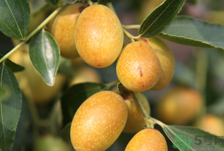 孕婦能吃青棗子嗎？青棗子孕婦能吃嗎？