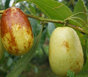 孕婦能吃青棗子嗎？青棗子孕婦能吃嗎？