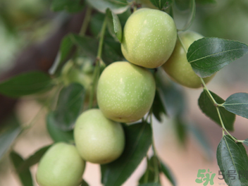 孕婦能吃青棗子嗎？青棗子孕婦能吃嗎？