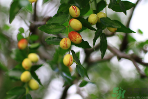 青棗子吃多了會怎么樣？青棗子吃多了有什么壞處？