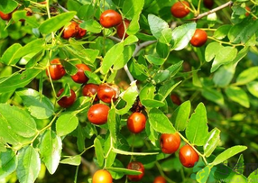 青棗子吃多了會怎么樣？青棗子吃多了有什么壞處？