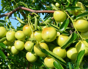 青棗子吃多了會怎么樣？青棗子吃多了有什么壞處？