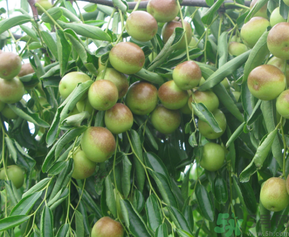 青棗子吃多了會怎么樣？青棗子吃多了有什么壞處？