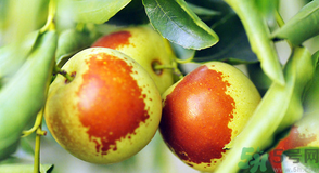 吃冬棗會上火嗎？冬棗吃多了有什么壞處？