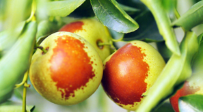 吃新鮮棗子會胖嗎？吃新鮮棗子會長胖嗎？