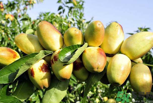 吃鮮棗會拉肚子嗎？吃新鮮棗子會拉肚子嗎？