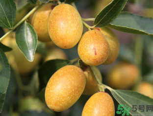 吃鮮棗會拉肚子嗎？吃新鮮棗子會拉肚子嗎？