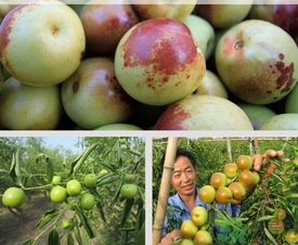 柿子和冬棗能一起吃嗎？冬棗和柿子能不能一起吃？