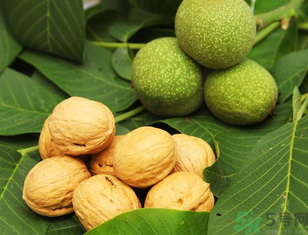 新鮮核桃能冷凍嗎？新鮮核桃能放冰箱嗎？