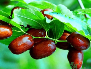 鮮棗孕婦能吃嗎？孕婦可以吃鮮棗嗎？