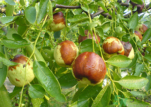 鮮棗孕婦能吃嗎？孕婦可以吃鮮棗嗎？