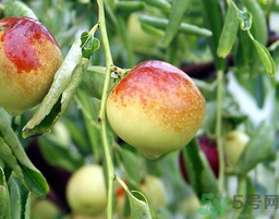 鮮棗孕婦能吃嗎？孕婦可以吃鮮棗嗎？