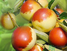 孕婦吃鮮棗對(duì)胎兒好嗎？孕婦吃鮮棗好嗎？