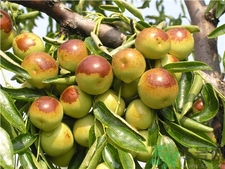 冬棗為什么會苦?冬棗發(fā)苦是怎么回事? 冬棗為什么會苦?冬棗發(fā)苦是怎么回事?