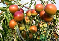 冬棗為什么會苦?冬棗發(fā)苦是怎么回事? 冬棗為什么會苦?冬棗發(fā)苦是怎么回事?