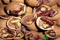 孕婦能吃山核桃嗎?孕婦吃山核桃好嗎 孕婦能吃山核桃嗎?孕婦吃山核桃好嗎