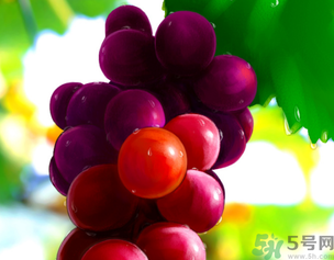 新鮮葡萄籽可以吃嗎？葡萄籽有什么作用？