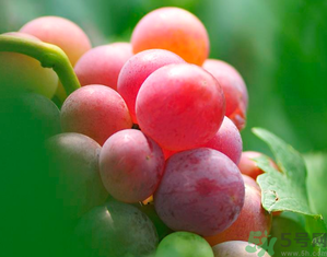 新鮮葡萄籽可以吃嗎？葡萄籽有什么作用？