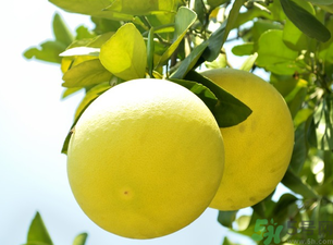 吃柚子上火還是降火？柚子是降火的嗎？