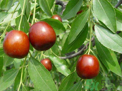 鮮棗是發(fā)物嗎？哪些水果是發(fā)物？