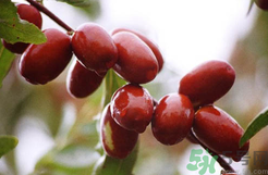 鮮棗是發(fā)物嗎？哪些水果是發(fā)物？