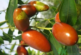 鮮棗是發(fā)物嗎？哪些水果是發(fā)物？