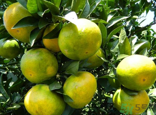 青桔子上火嗎？吃青桔子會上火嗎？