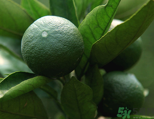 青桔子上火嗎？吃青桔子會上火嗎？