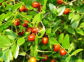 鮮棗怎么煮？鮮棗怎么煮好吃？