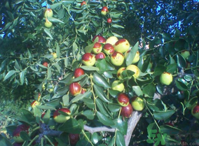 鮮棗怎么煮？鮮棗怎么煮好吃？