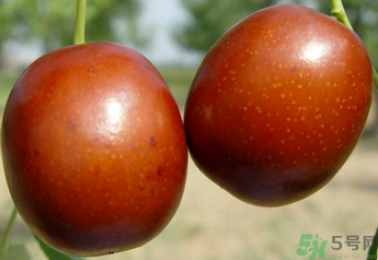 新鮮紅棗補(bǔ)血嗎？吃新鮮紅棗補(bǔ)血嗎？