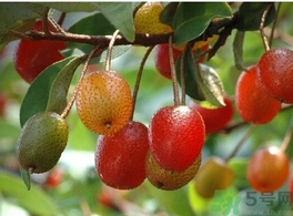 羊奶子怎么吃？羊奶子的功效作用