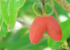 羊奶子怎么吃？羊奶子的功效作用