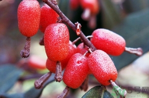 羊奶子怎么吃？羊奶子的功效作用