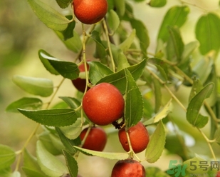 酸棗什么時候成熟？酸棗什么時候上市？