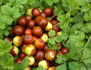 酸棗什么時候成熟？酸棗什么時候上市？