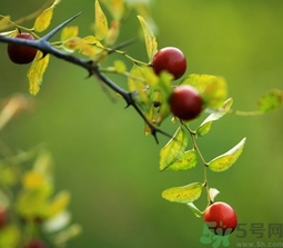 酸棗什么時候成熟？酸棗什么時候上市？