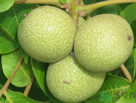 孕婦可以吃新鮮核桃嗎？新鮮核桃孕婦能吃嗎？