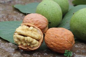 孕婦可以吃新鮮核桃嗎？新鮮核桃孕婦能吃嗎？