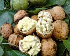 生核桃怎么保存？生核桃怎么保存最好？