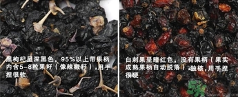 怎樣辨別野生黑枸杞?野生黑枸杞真假辨別圖 怎樣辨別野生黑枸杞?野生黑枸杞真假辨別圖