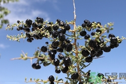 黑枸杞孕婦能吃嗎?孕婦吃黑枸杞好嗎 黑枸杞孕婦能吃嗎?孕婦吃黑枸杞好嗎