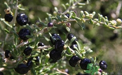 黑枸杞孕婦能吃嗎?孕婦吃黑枸杞好嗎 黑枸杞孕婦能吃嗎?孕婦吃黑枸杞好嗎