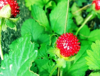 蛇莓能吃嗎？蛇莓的功效作用